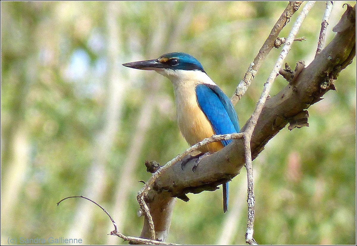 Sacred Kingfisher - ML128422191