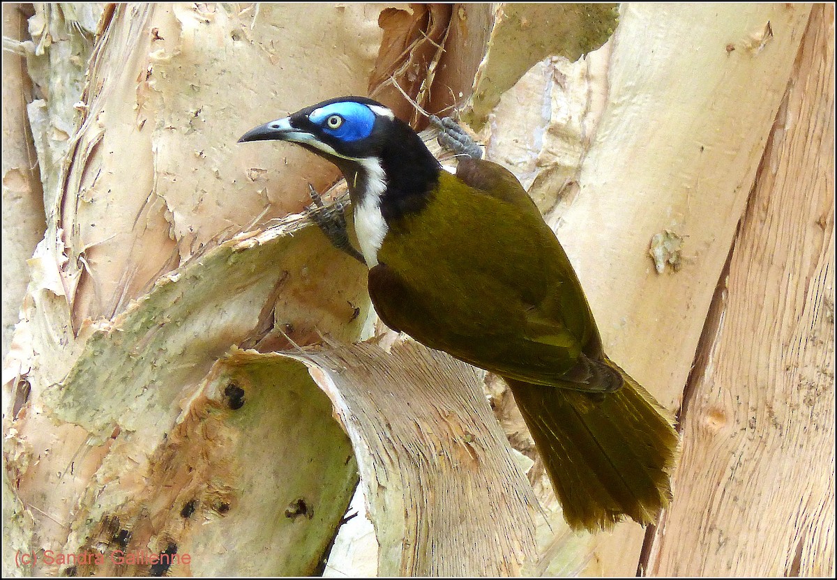 Blue-faced Honeyeater - ML128422221