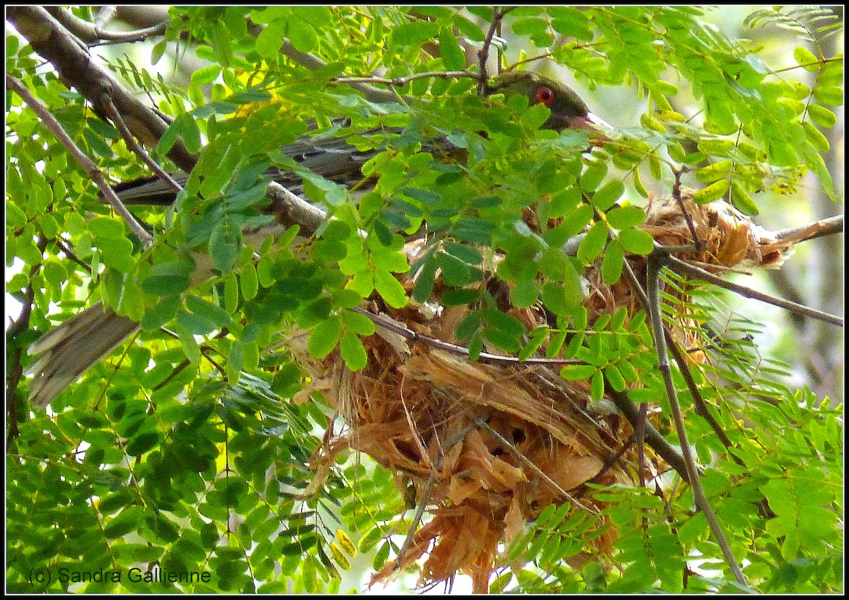Olive-backed Oriole - ML128422231