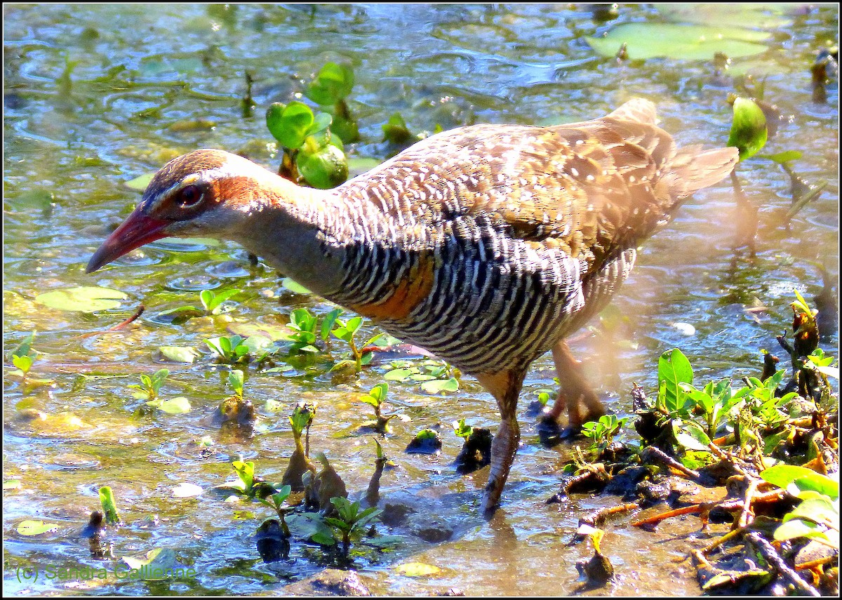 Buff-banded Rail - ML128422321