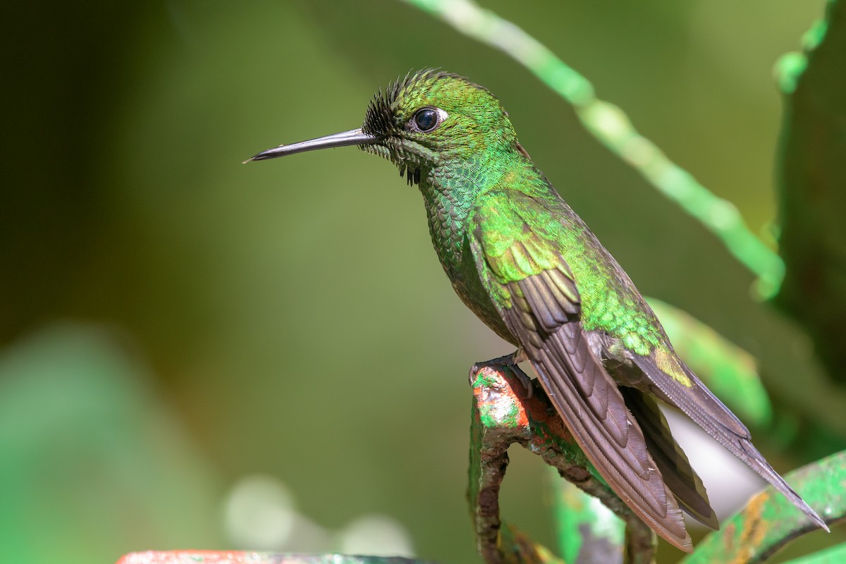 Green-crowned Brilliant - Becky Matsubara