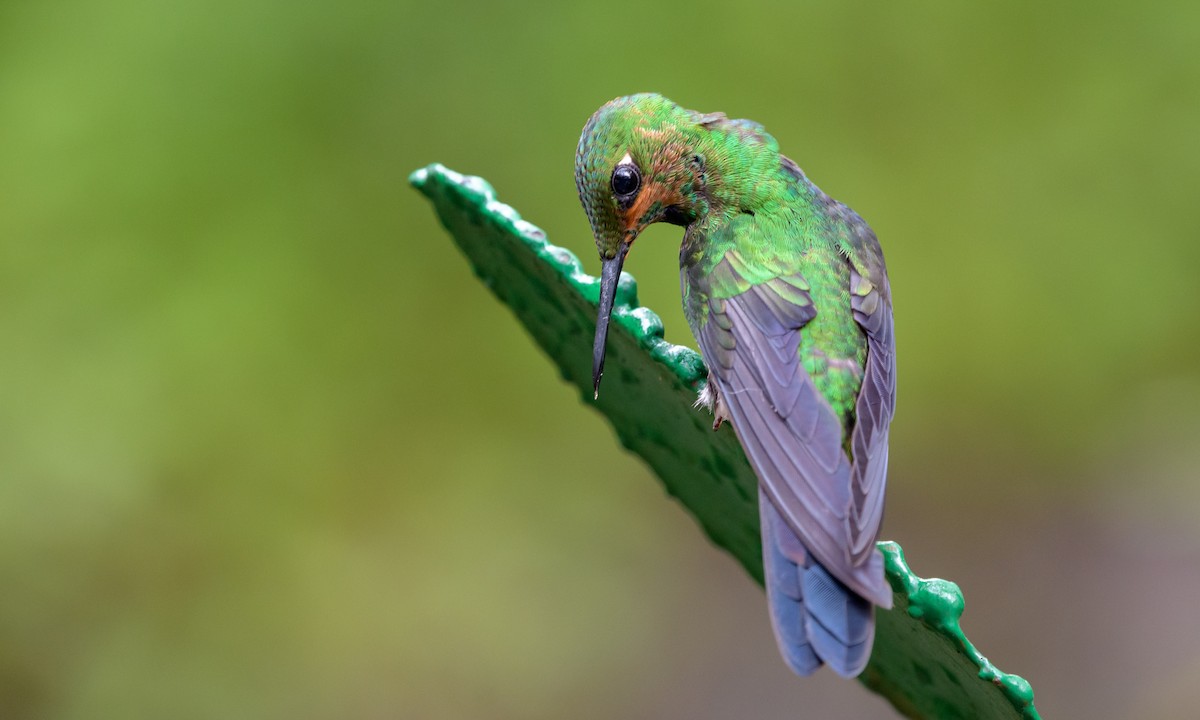 kolibřík subtropický - ML128422411