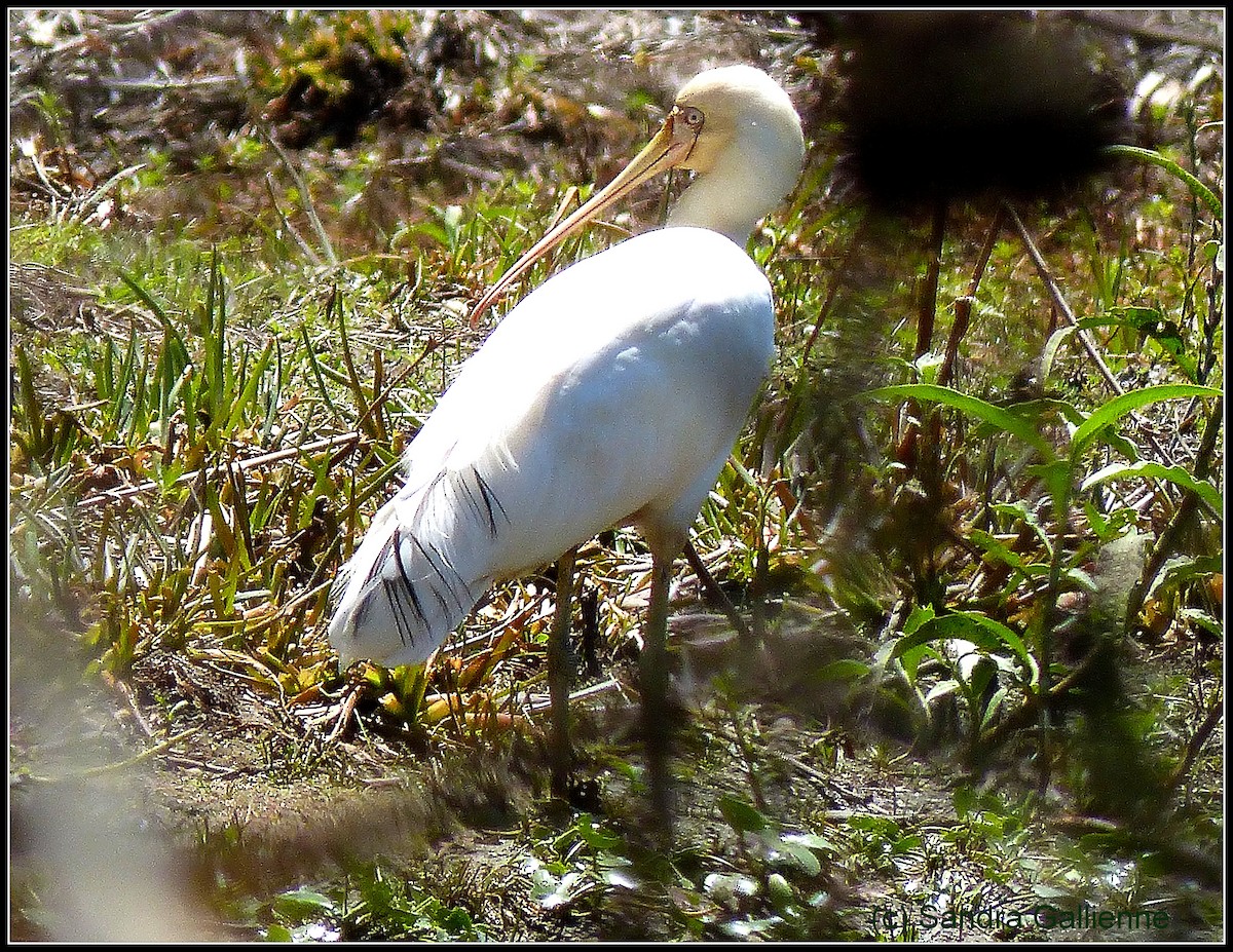 Yellow-billed Spoonbill - ML128422601