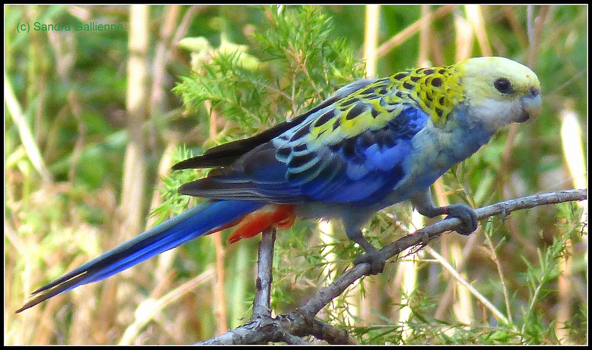 Pale-headed Rosella - ML128422651