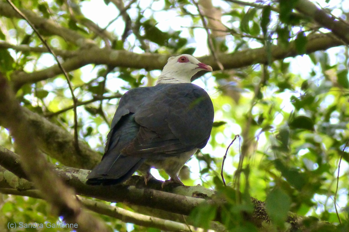 White-headed Pigeon - ML128422791