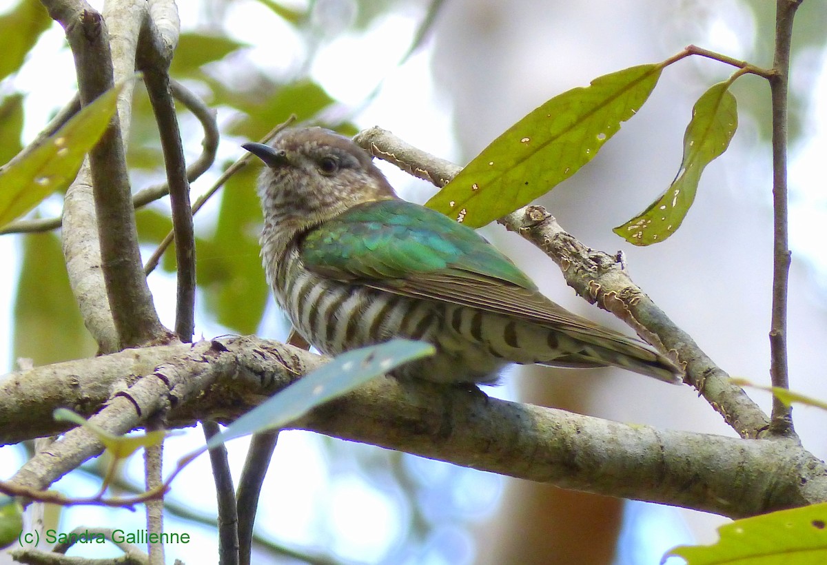 Shining Bronze-Cuckoo - ML128422871