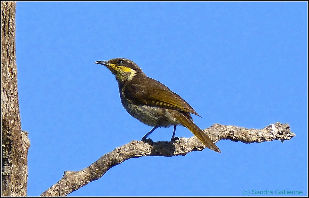 Mangrove Honeyeater - Sandra Gallienne