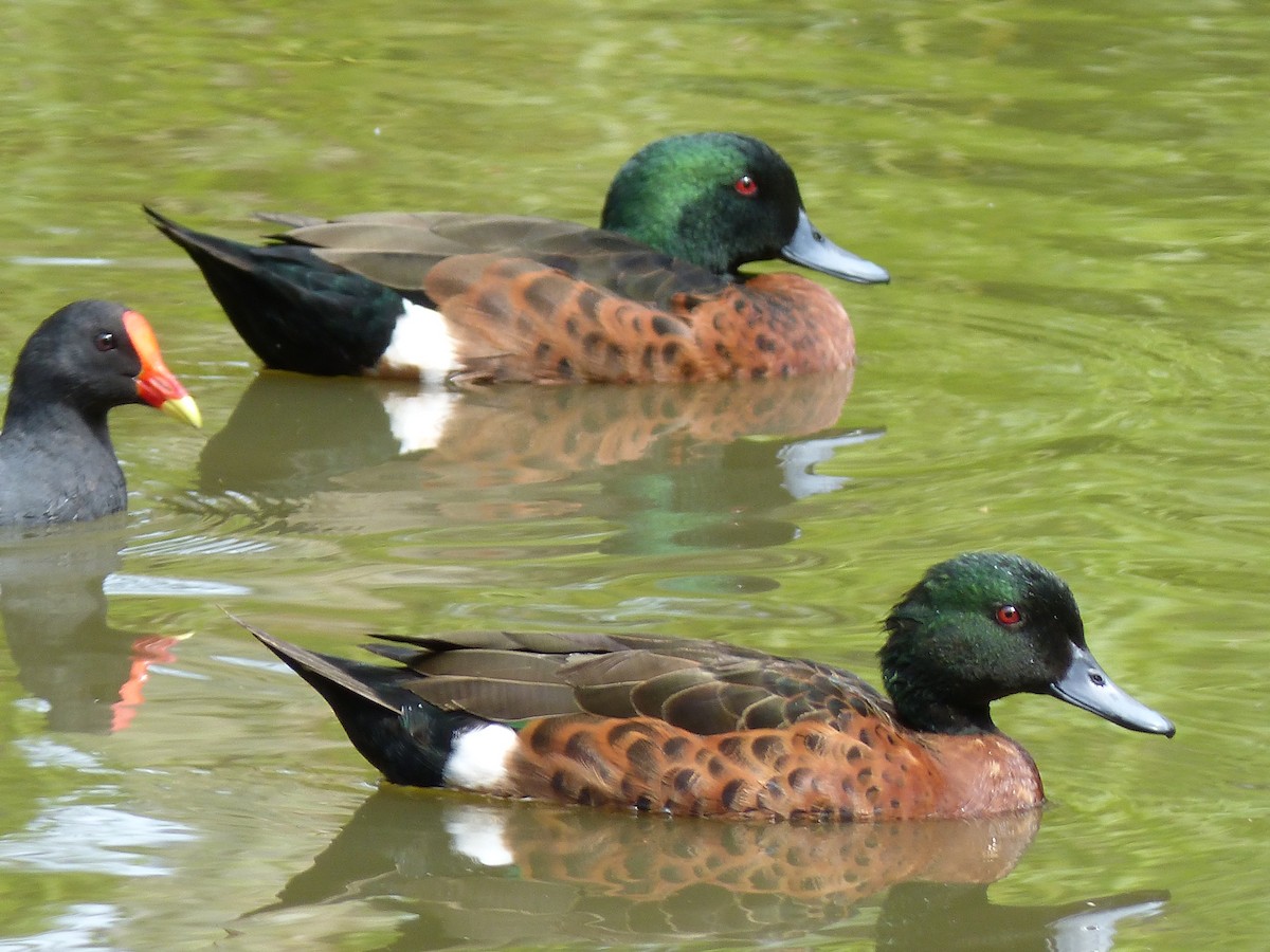 Chestnut Teal - ML128423561