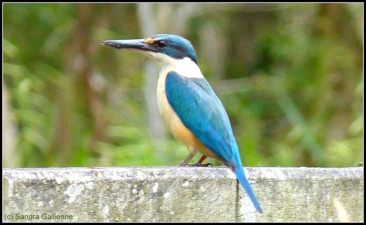 Sacred Kingfisher - ML128423881