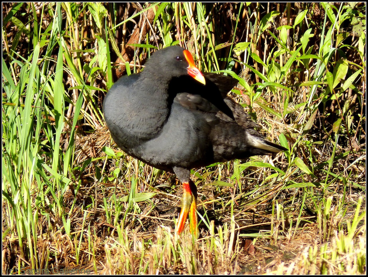 Dusky Moorhen - ML128424061