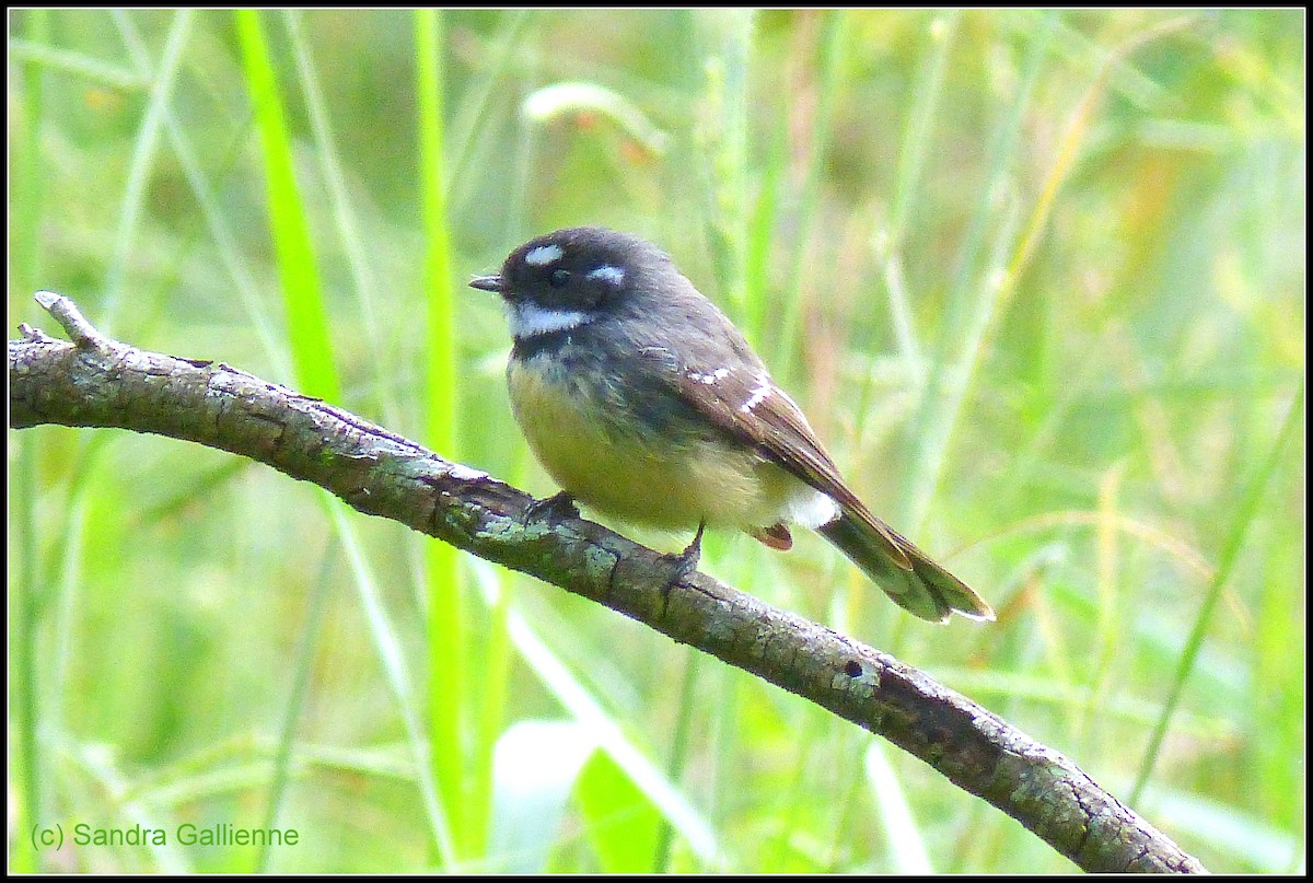 Gray Fantail - ML128424641
