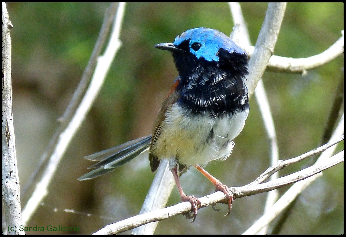 Variegated Fairywren - ML128424651