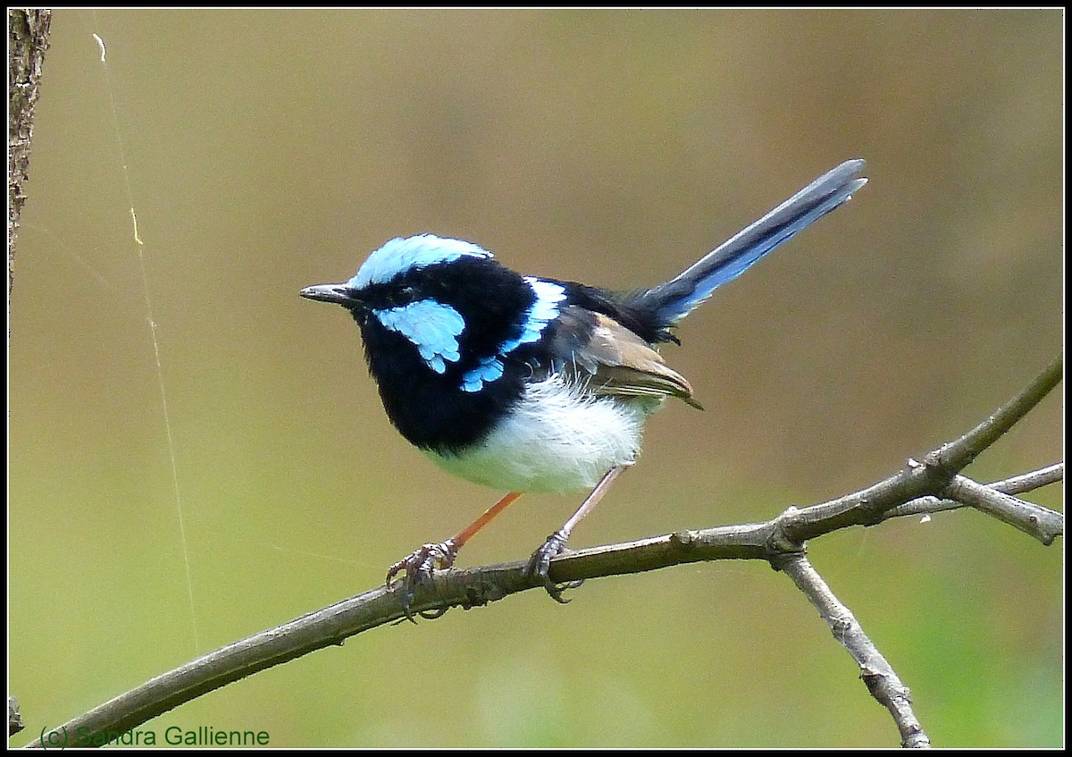 Superb Fairywren - ML128424661