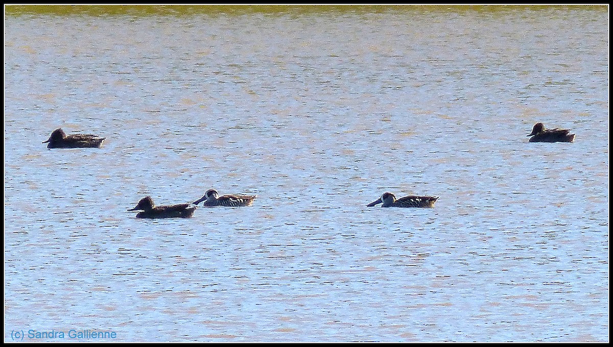 Freckled Duck - ML128424831