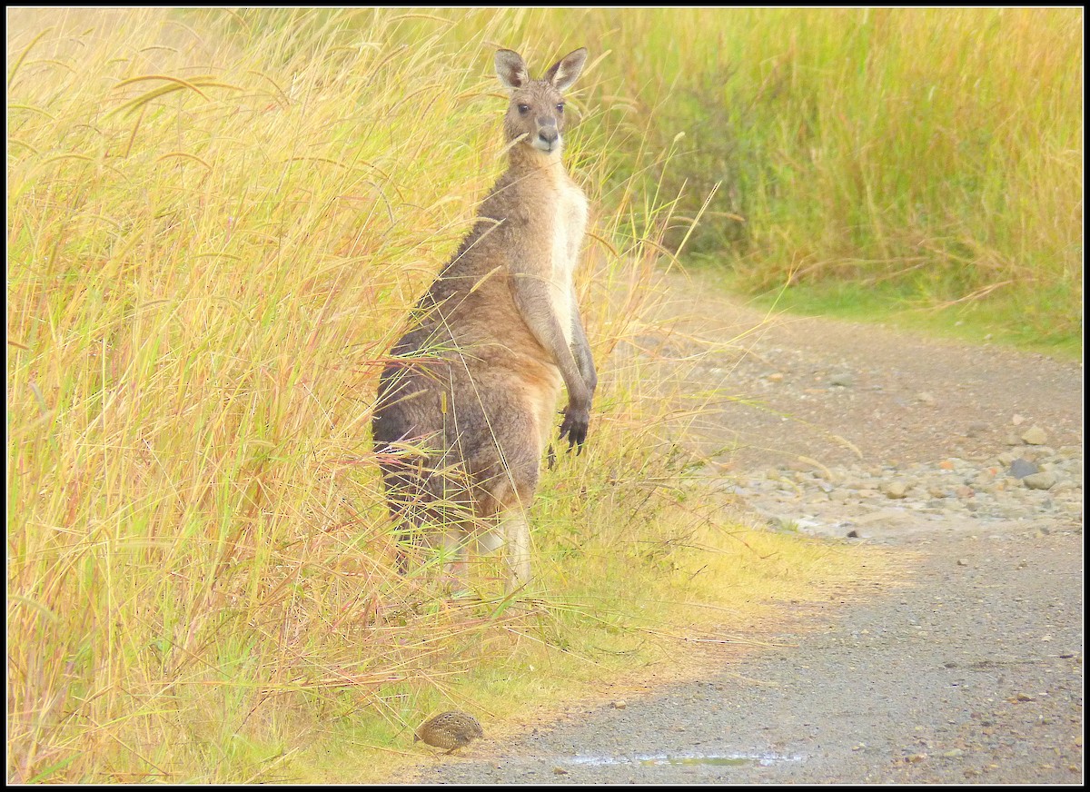 Tasmanienwachtel - ML128424891