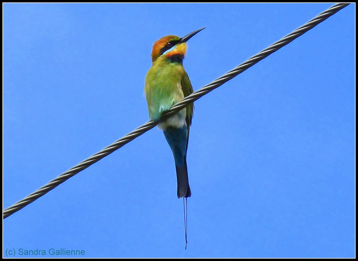 Rainbow Bee-eater - ML128425011