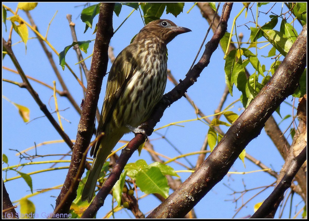 Australasian Figbird - ML128425191