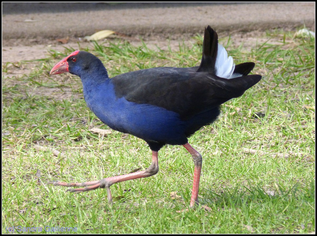 Australasian Swamphen - ML128425251