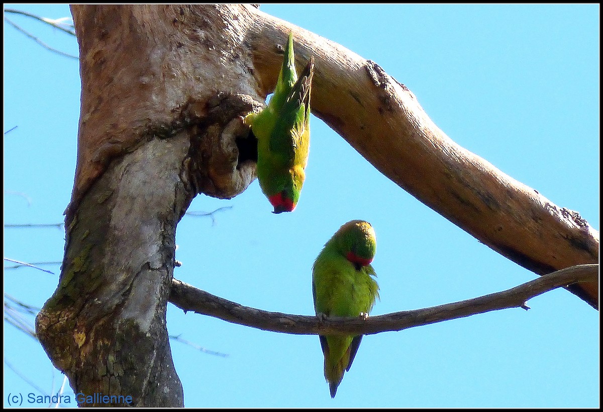 Little Lorikeet - ML128425421