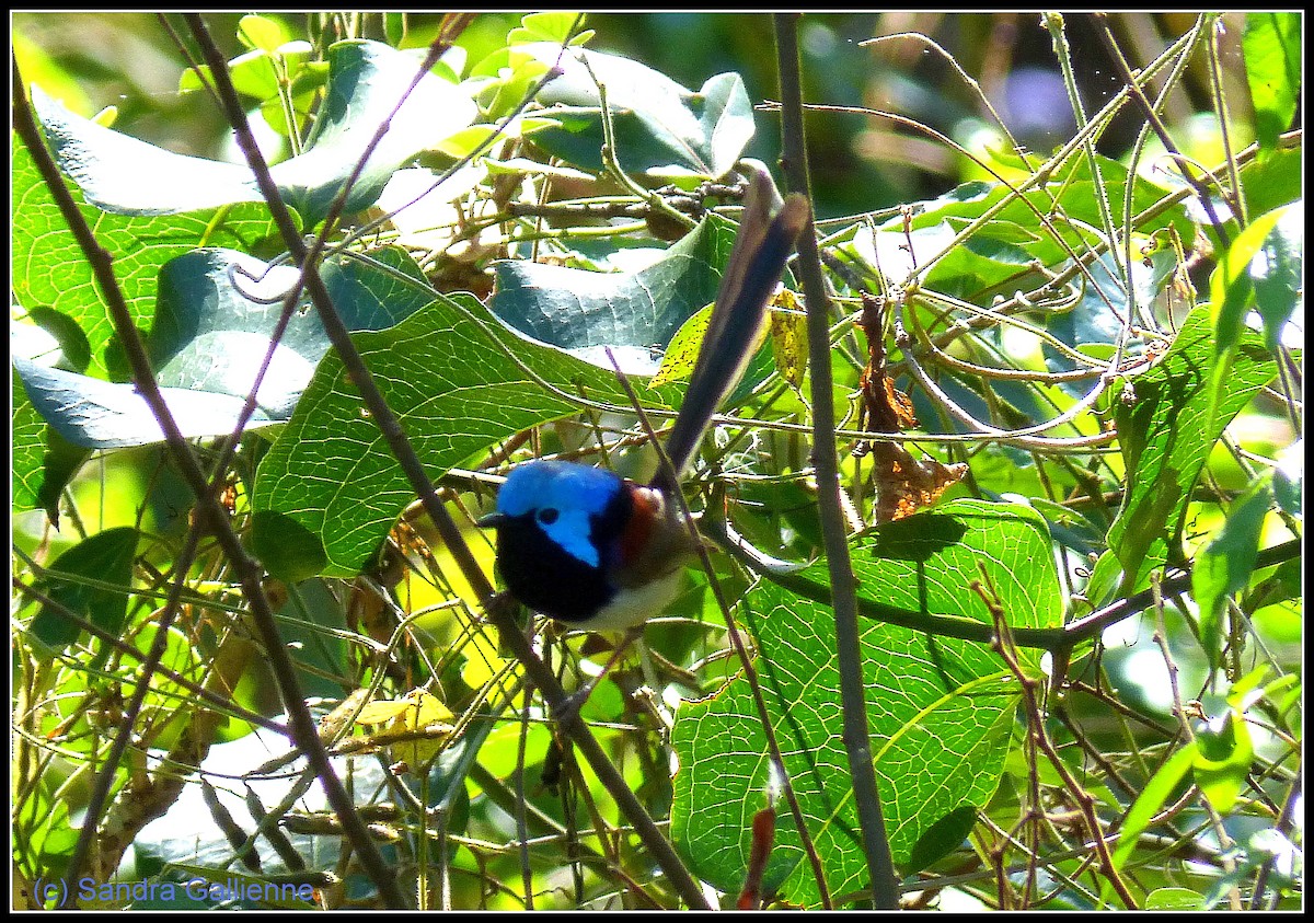 Variegated Fairywren - ML128425691