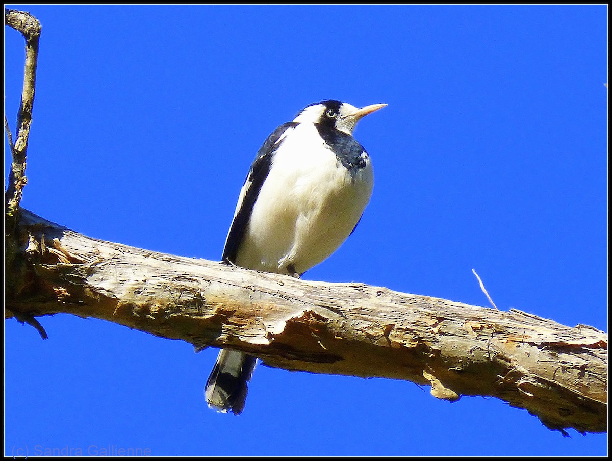 Magpie-lark - ML128425701