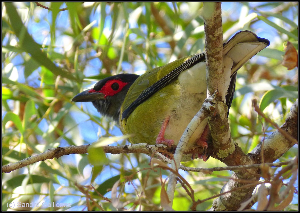 Australasian Figbird - ML128425721