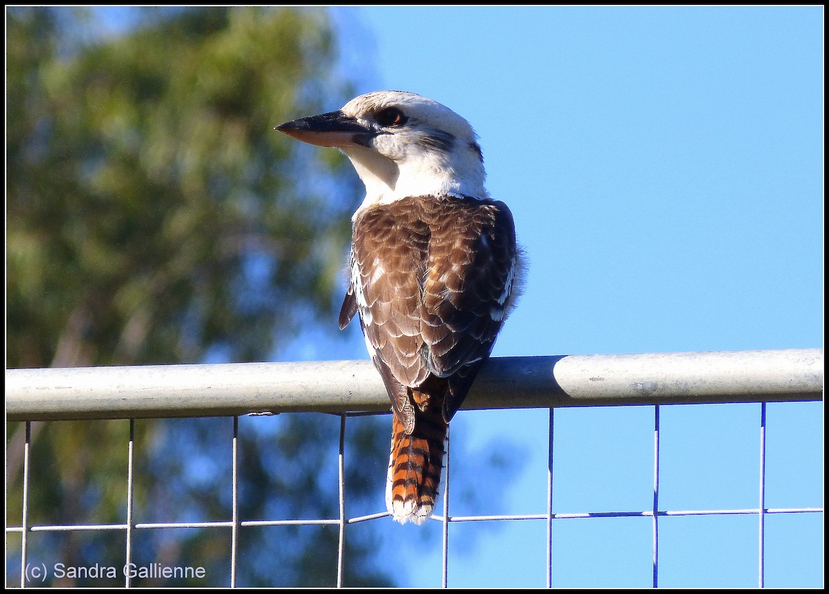 Laughing Kookaburra - ML128425731
