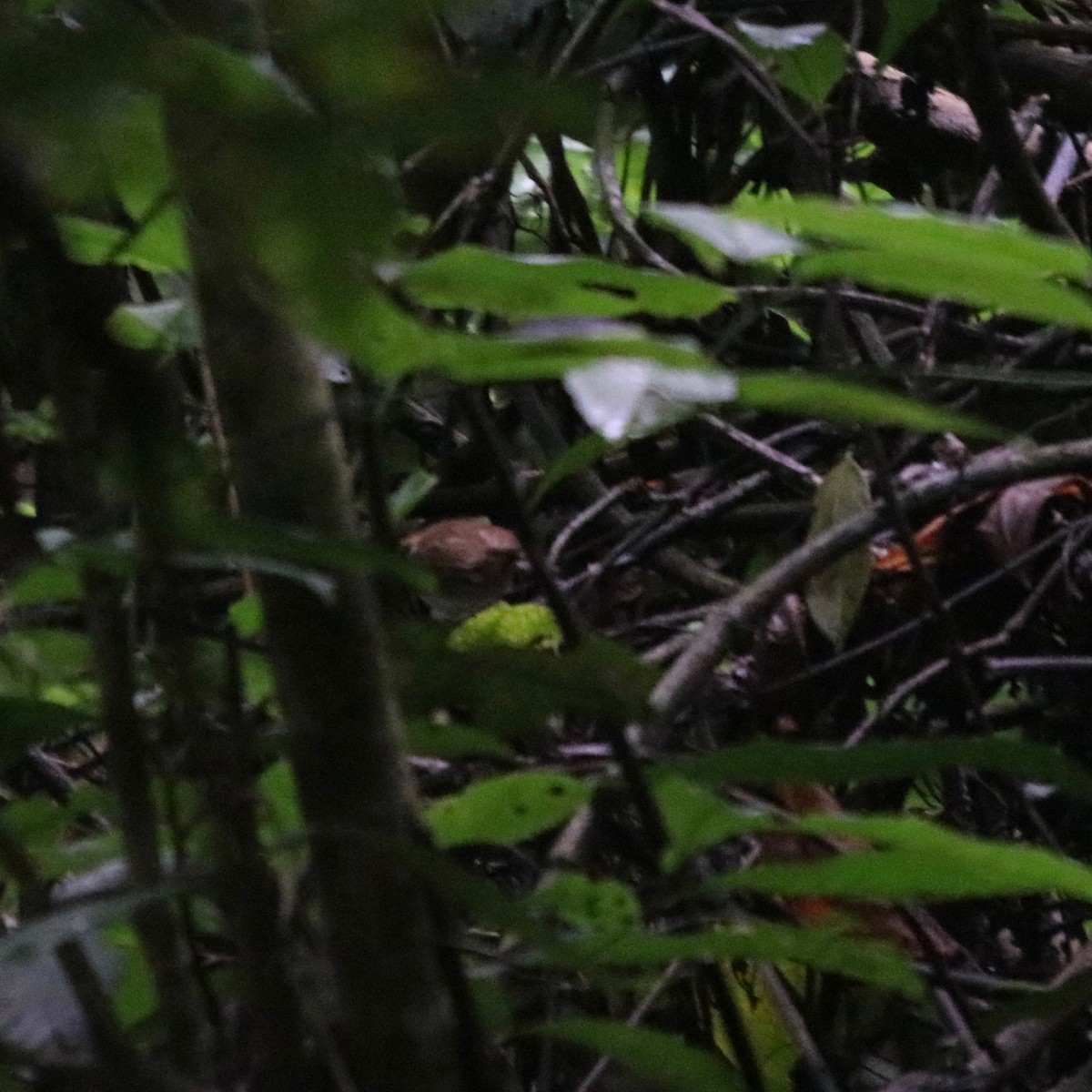 Ash-throated Gnateater - ML128425791