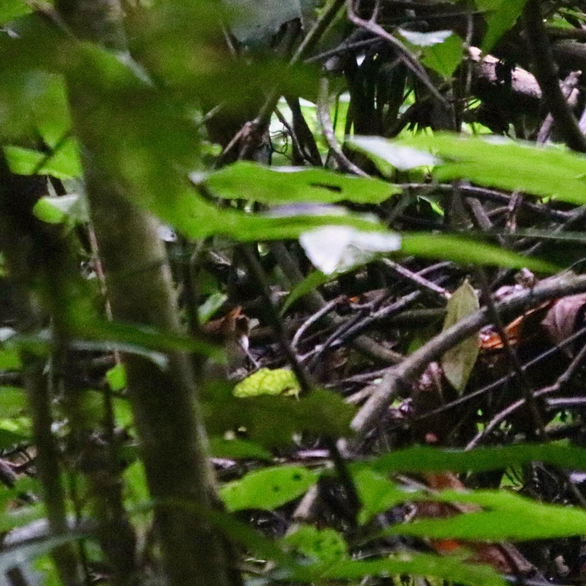 Ash-throated Gnateater - ML128425801