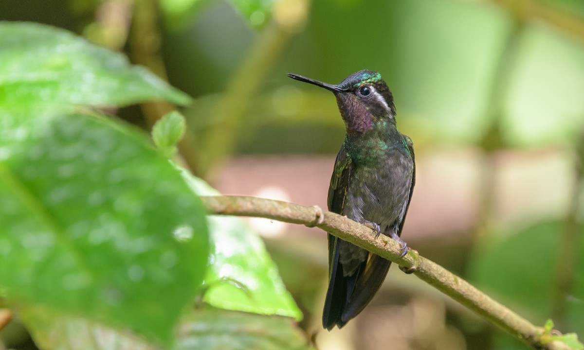 Purple-throated Mountain-gem - ML128426281