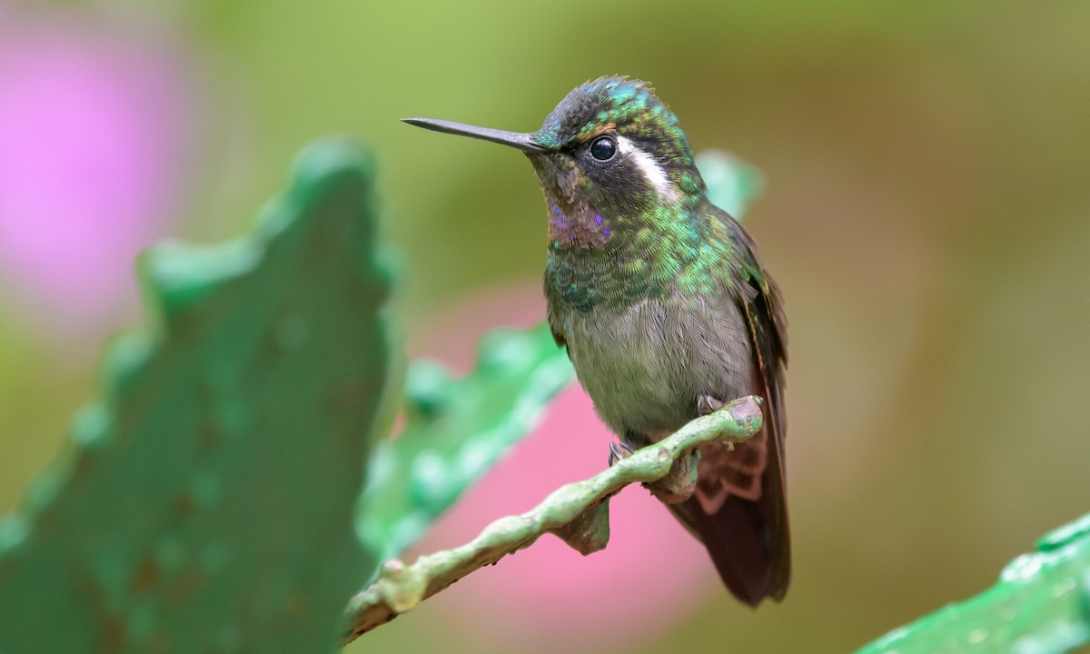 Purple-throated Mountain-gem - ML128426291