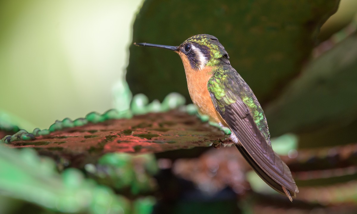 Colibrí Gorjipúrpura - ML128426391