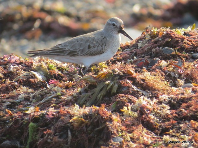 Weißbürzel-Strandläufer - ML128431221