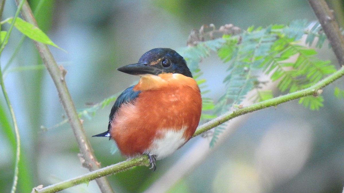 American Pygmy Kingfisher - ML128434231