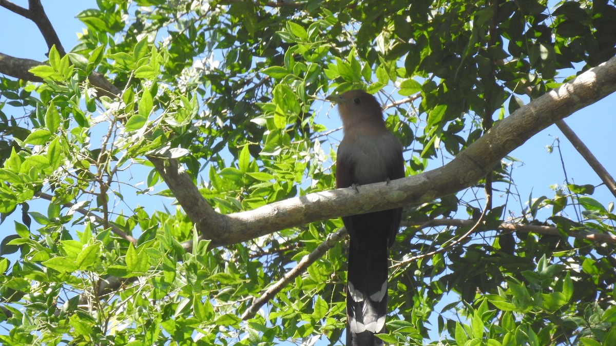 Squirrel Cuckoo - ML128434761