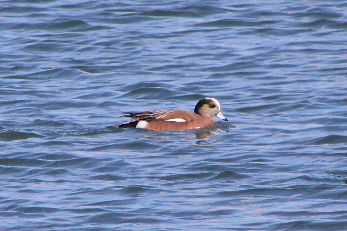 American Wigeon - ML128435031