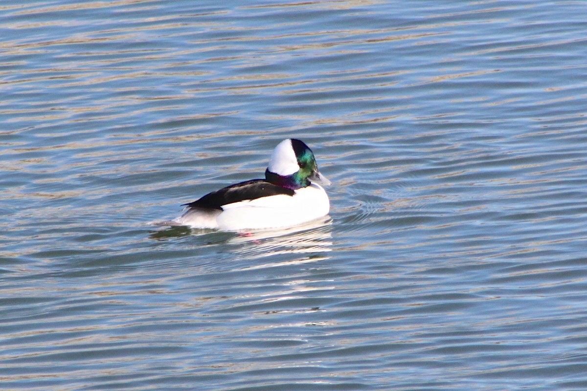 Bufflehead - ML128435081