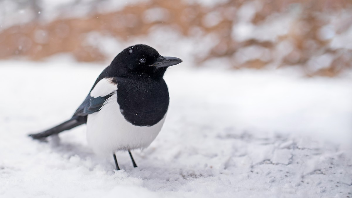 Black-billed Magpie - ML128436251