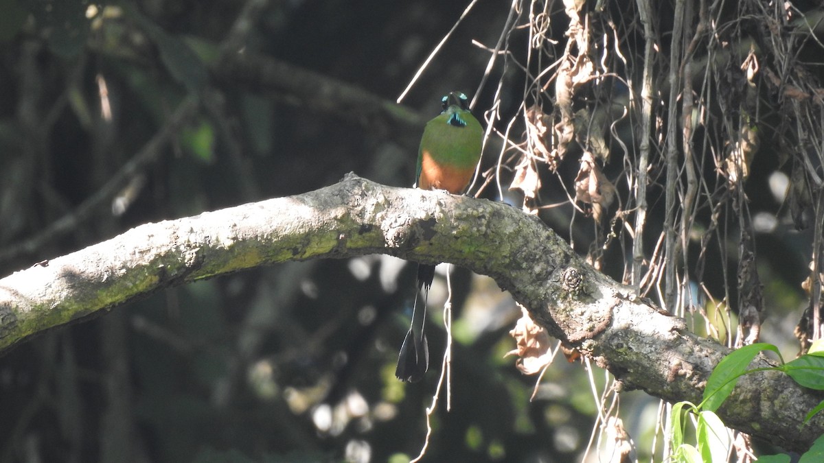 Motmot à sourcils bleus - ML128437241