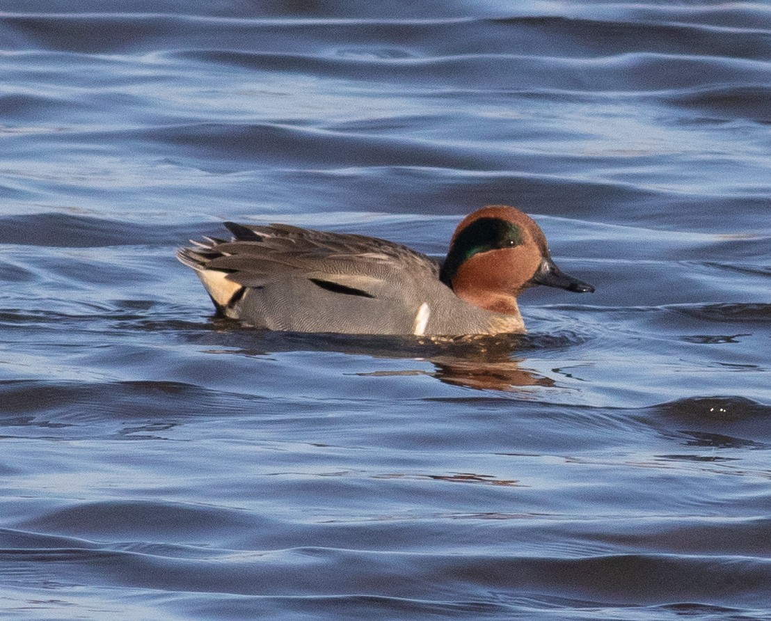 Green-winged Teal - ML128438231