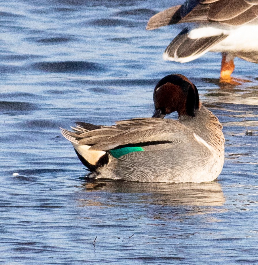 Green-winged Teal - ML128438241