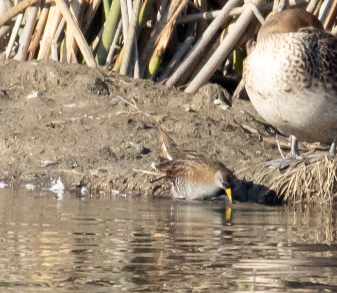 Polluela Sora - ML128438541