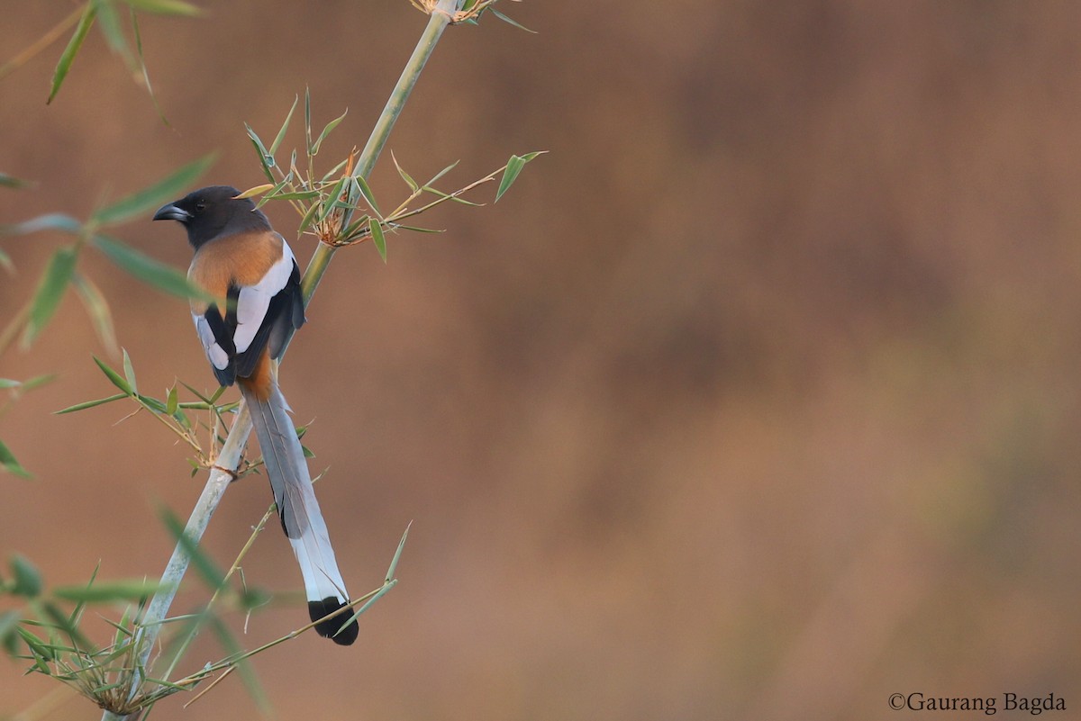 Rufous Treepie - ML128438701