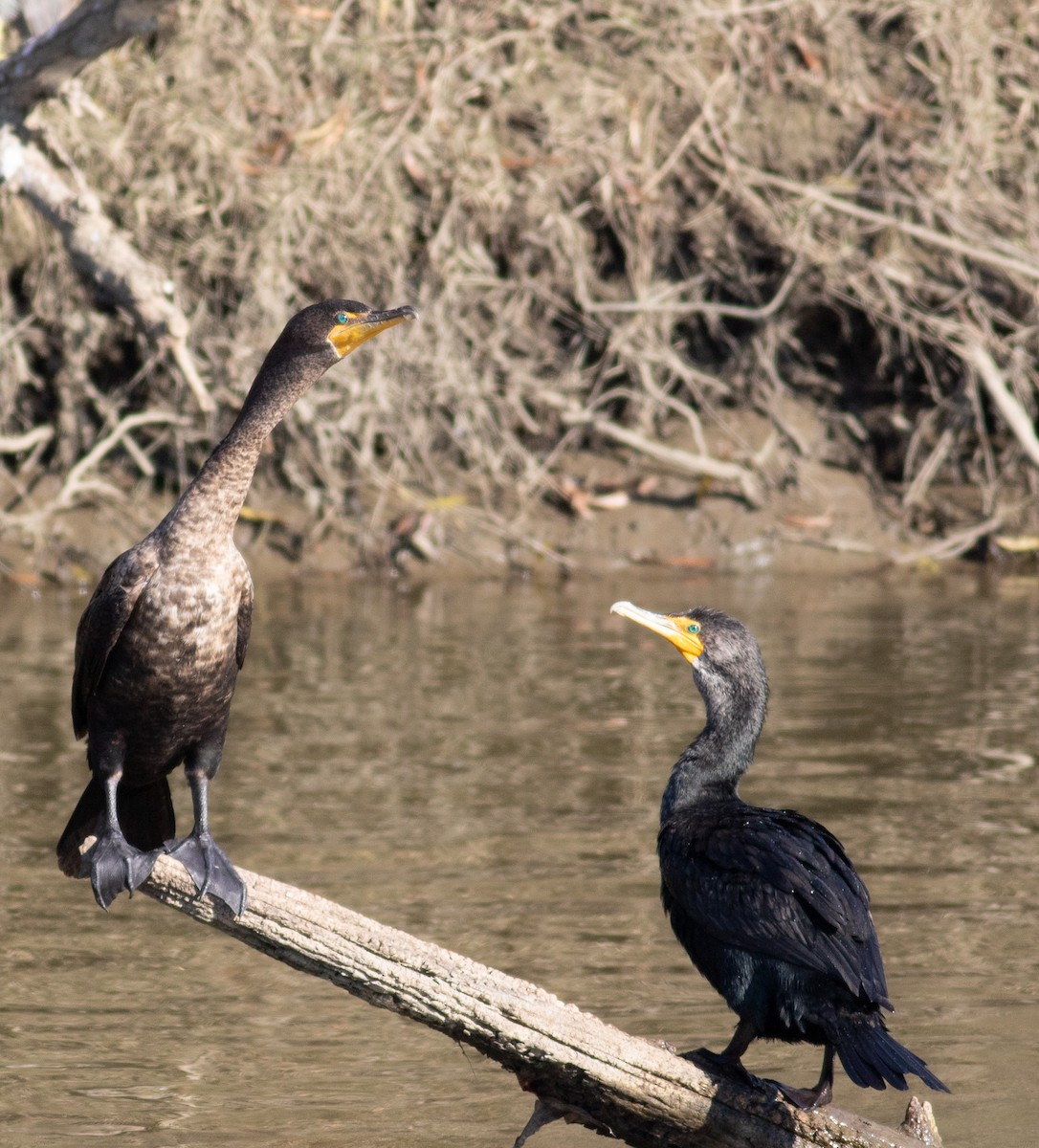 Double-crested Cormorant - ML128438971