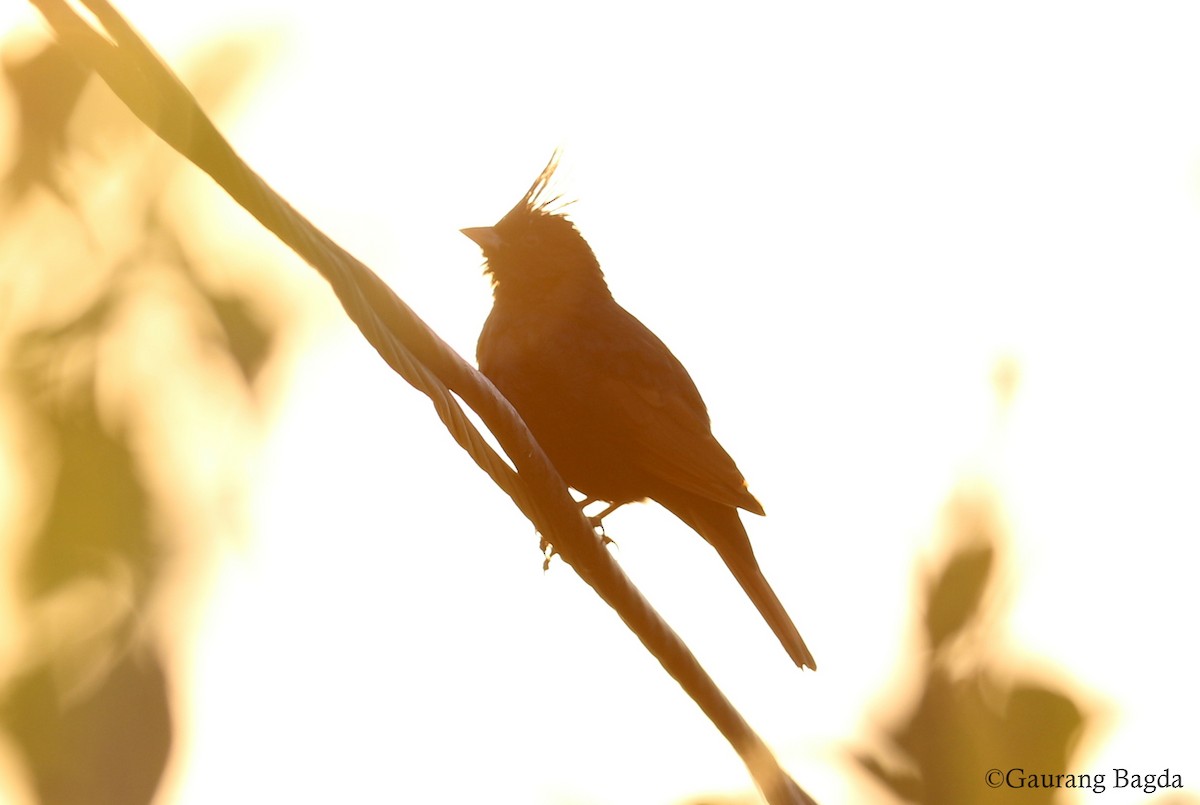 Crested Bunting - ML128439701