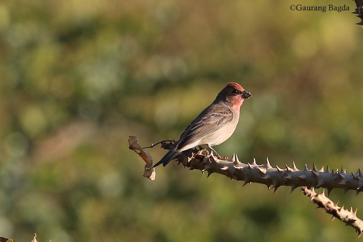 Common Rosefinch - ML128439891