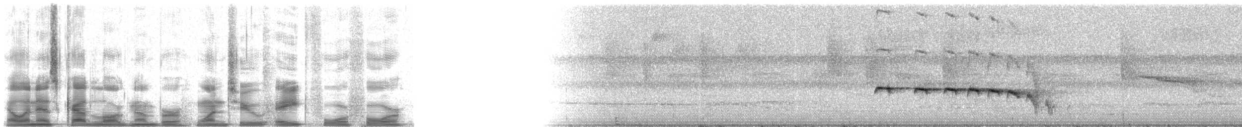 Kuzeyli Kestanerengi Karıncakuşu (hemimelaena) - ML12844