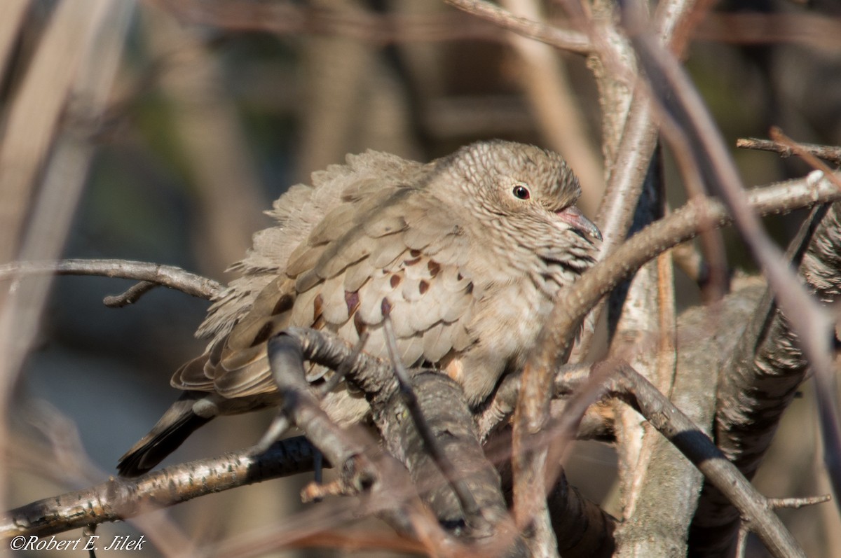 Common Ground Dove - ML128440001