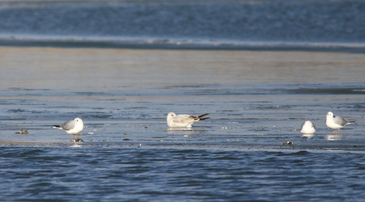 Bonaparte's Gull - ML128440361