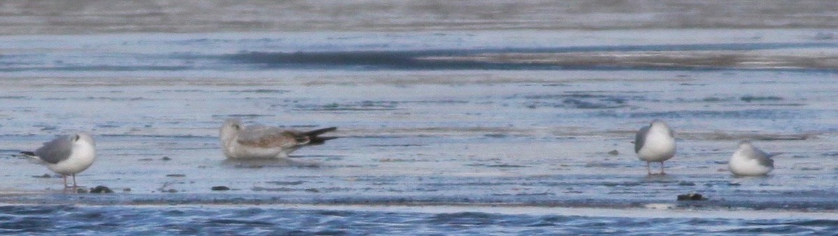 Bonaparte's Gull - ML128441031